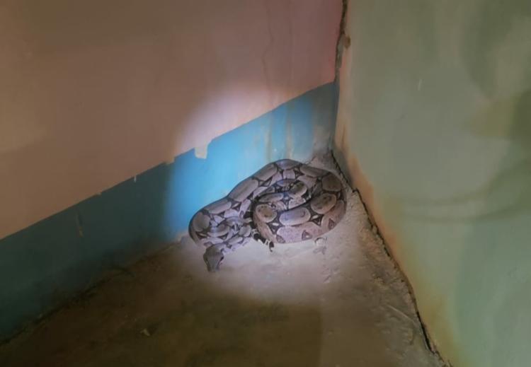 Jiboia de quase 3 metros é resgatada em Barreiras
