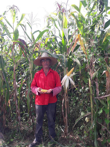 Campo experimental de sementes crioulas de milho é implementado em Barreiras