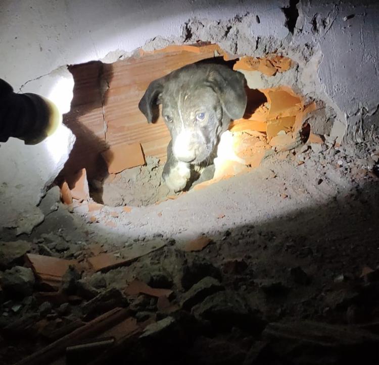 Filhote de pit bull preso entre paredes é resgatado por bombeiros
