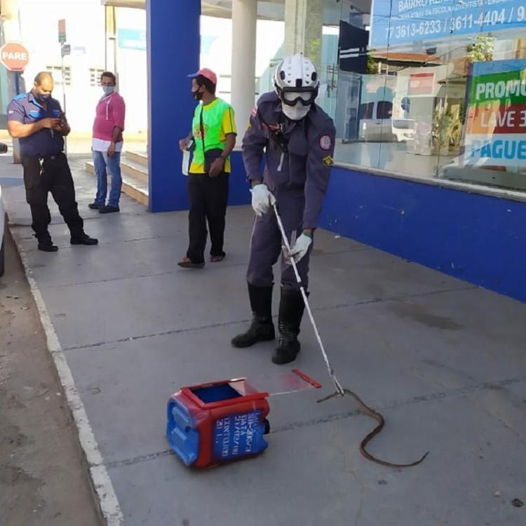 Bombeiros resgatam cobra dentro do pneu de um carro em Barreiras