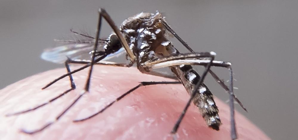 Casos de dengue caem na Bahia; zika e chikungunya crescem