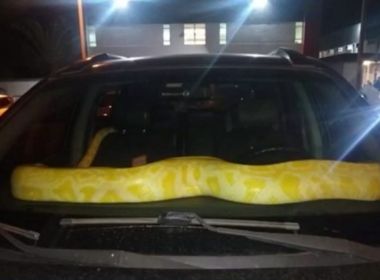 Aluno de faculdade deixa cobra de estimação em carro e assusta estudantes