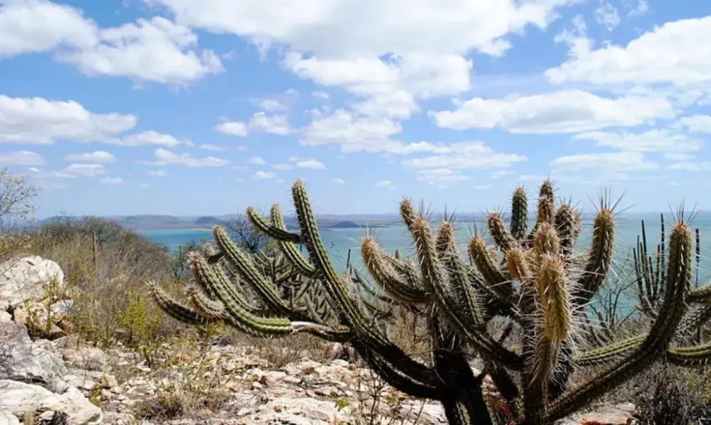 Com presença da ONU, Encontro Nordeste do ICLEI Brasil debate enfrentamento da desertificação na Caatinga