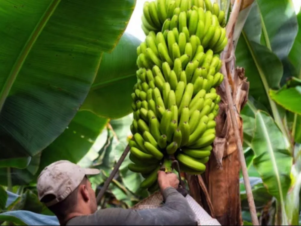 Fruticultura baiana ganha projeção internacional na Fruit Attraction Madrid 2026